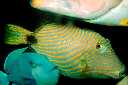 Striped Triggerfish